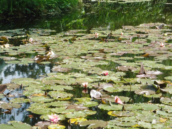 Jardin Monet Giverny
